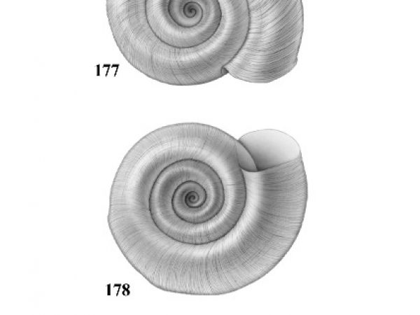 Figs. 177, 178 & 179