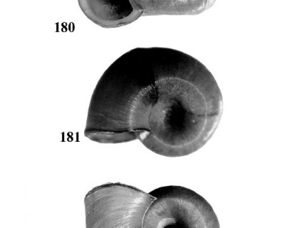 Figs. 180, 181 & 182