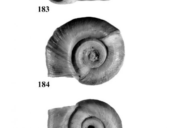 Figs. 183, 184 & 185
