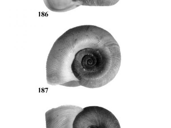 Figs. 186, 187 & 188