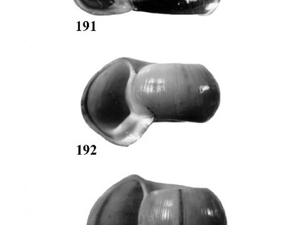 Figs. 191, 192 & 193