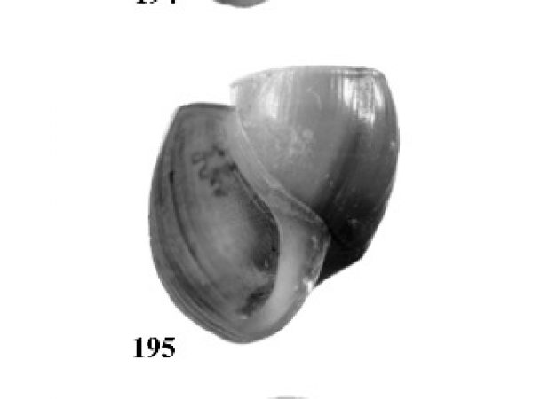 Figs. 194, 195 & 196