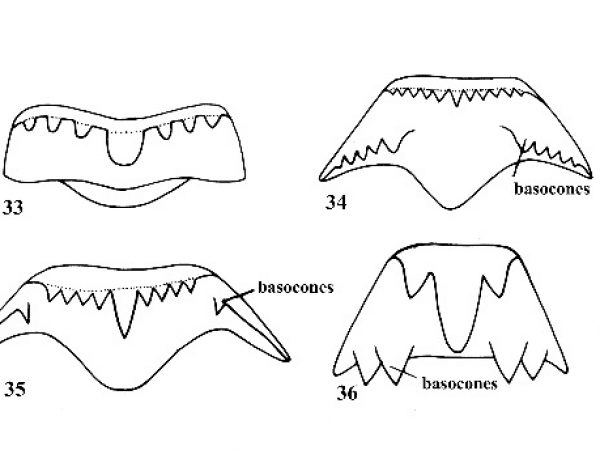 Figs. 33, 34, 35 & 36