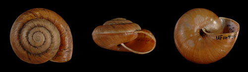Hemiglyptopsis achilles - 164483