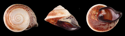 Papuina secans - 303144
