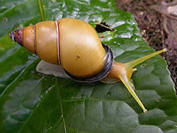 Papustyla hindei (Cox 1888) New Britain, Nakanai Mountains NW of Pomio 