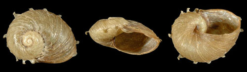 Paryphantopsis lebasii - 303593