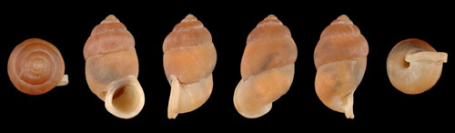 Pupinella brazierae - 303705