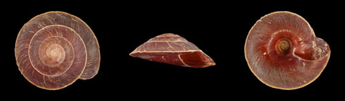 Trochomorpha nigrans - 370425