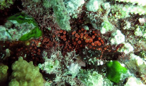Figure 2: Cluster of individuals of Triactis producta from the Maldives (Indian Ocean).