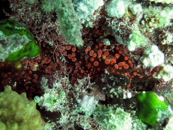 Figure 2: Cluster of individuals of Triactis producta from the Maldives (Indian Ocean).
