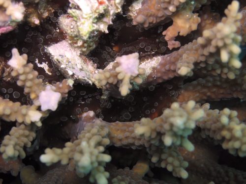 Figure 3: Cluster of individuals of Triactis producta attached to scleractinian branching coral.