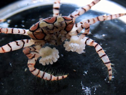 Figure 5: Lybia crab holding a small sea anemone in each claw.