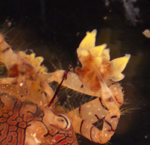 Figure 6: Close-up image of Lybia crab holding a small sea anemone in highly modified claw.