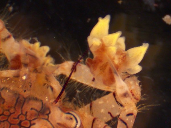 Figure 6: Close-up image of Lybia crab holding a small sea anemone in highly modified claw.