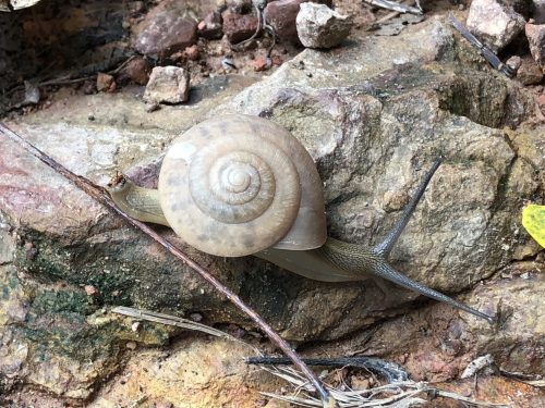 Cambodian land snail