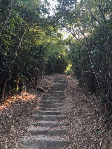 view up stone stairs between towering bamboo