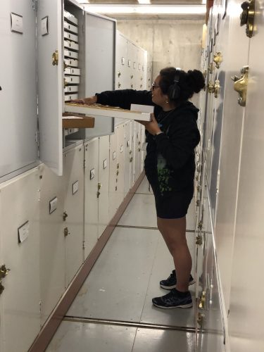 Ashely putting away dry specimens