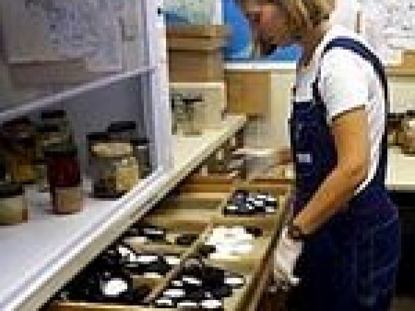 woman looking at trays of collection specimens