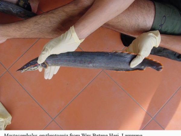 Mastacembelus erythrotaenia