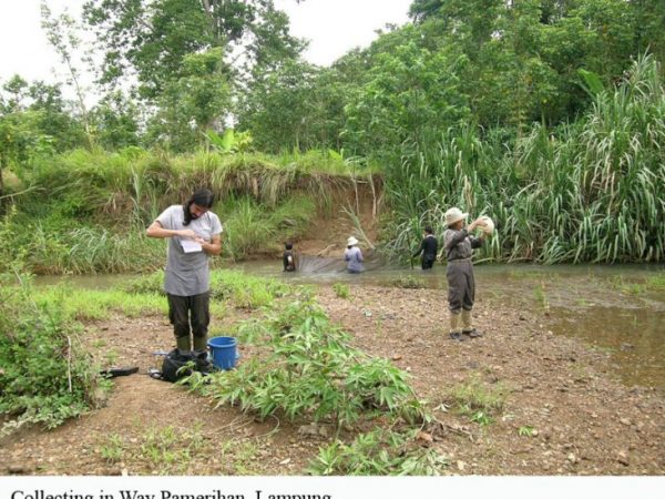 people collecting fishes