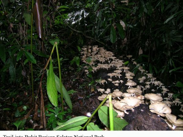 Trail in national park