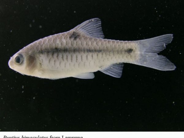 Puntius bimaculatus