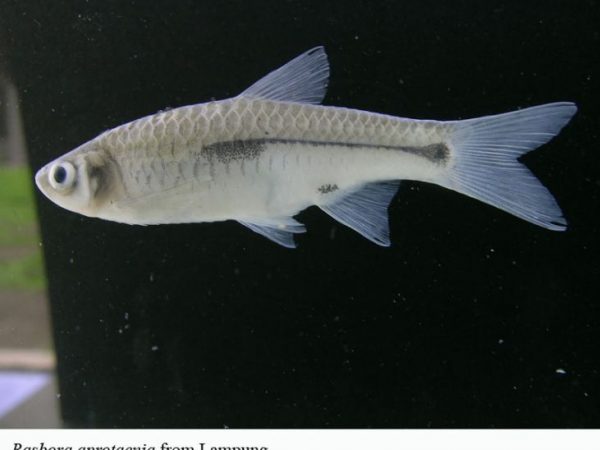 Rasbora aprotaenia