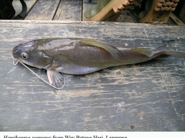 Hemibagrus nemurus