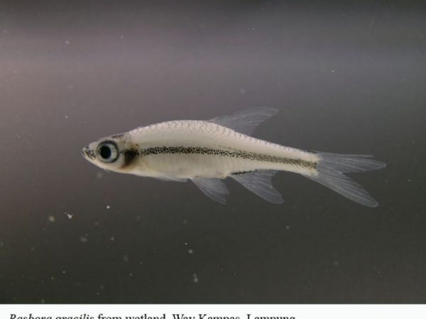 Rasbora gracilis