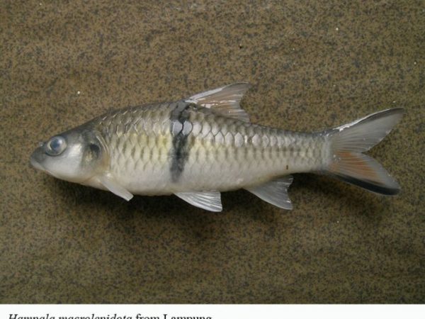 Hampala macrolepidota