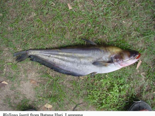 Wallago leeri on ground