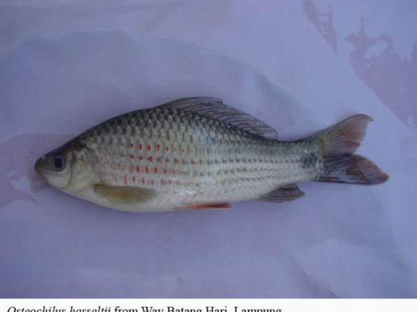 Osteochilus hasseltii