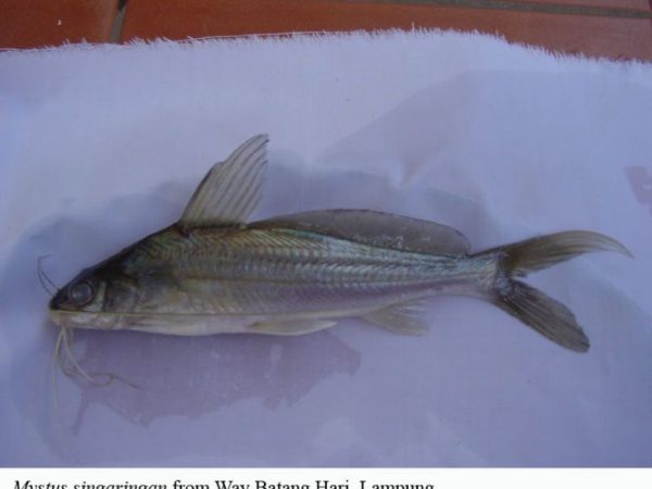 Mystus singaringan