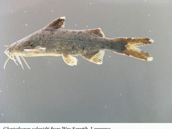 Glyptothorax schmidti