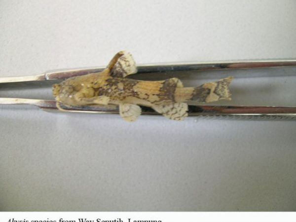 fish specimen in tweezers