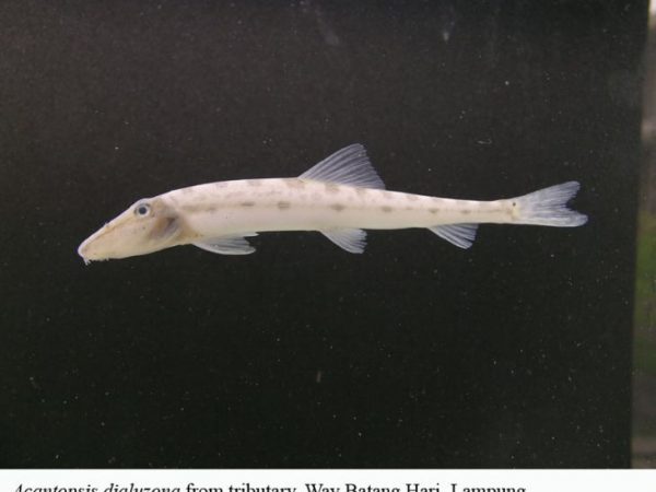 Acantopsis dialuzona