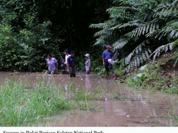 wading through the swamp