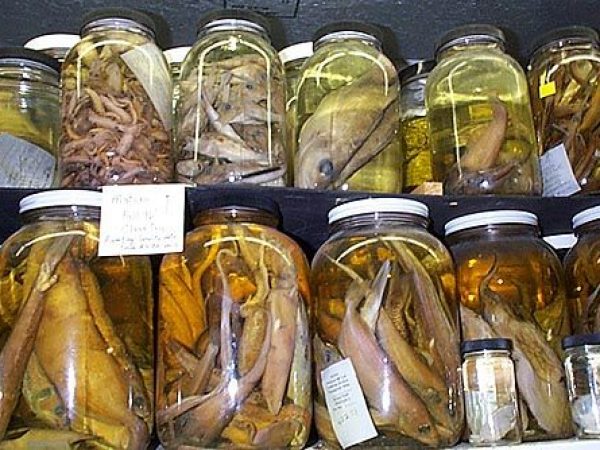 eight specimen jars side by side