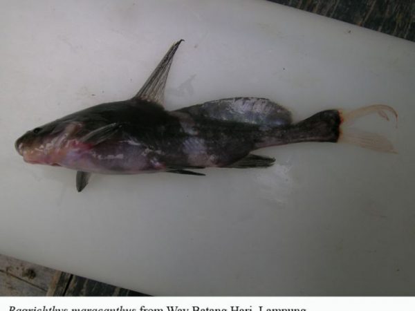 Bagrichthys maracanthus