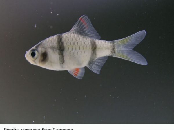 Puntius tetrazona