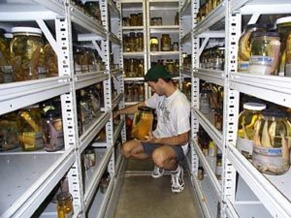 man squatting to view collection items on bottom shelf
