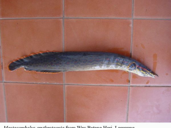 Mastacembelus erythrotaenia