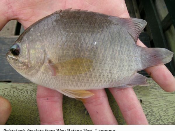 Pristolepis fasciata