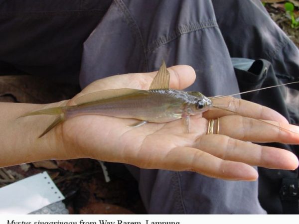 Mystus singaringan in hand