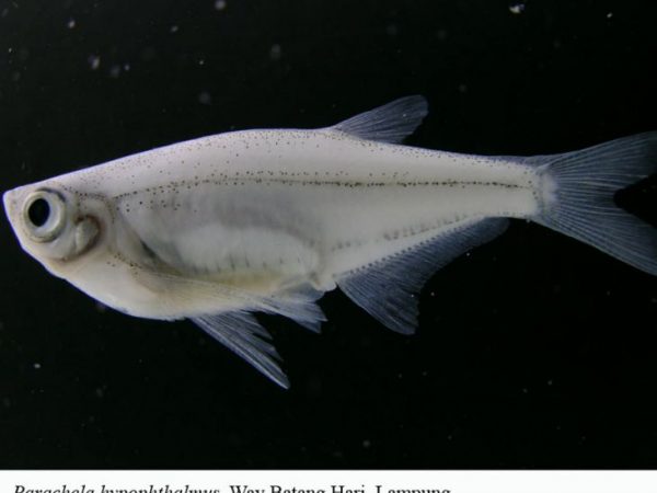 Parachela hypopthalmus