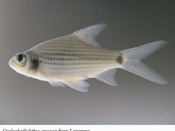 Cyclocheilichthys apogon