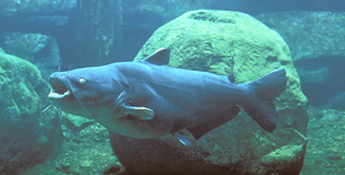 Blue Catfish – Ichthyology