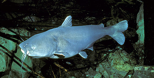 Blue Catfish