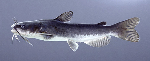 White Catfish